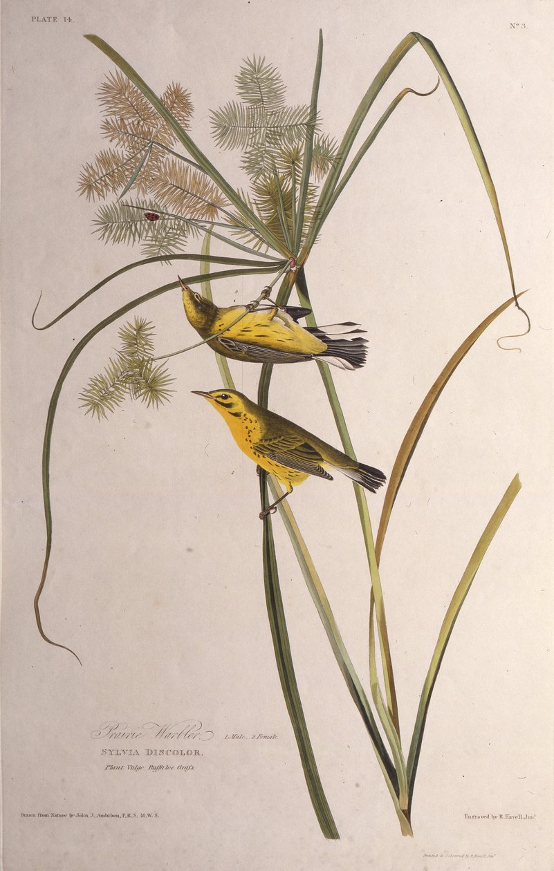De prairie zanger. Uit The Birds of America door John James Audubon