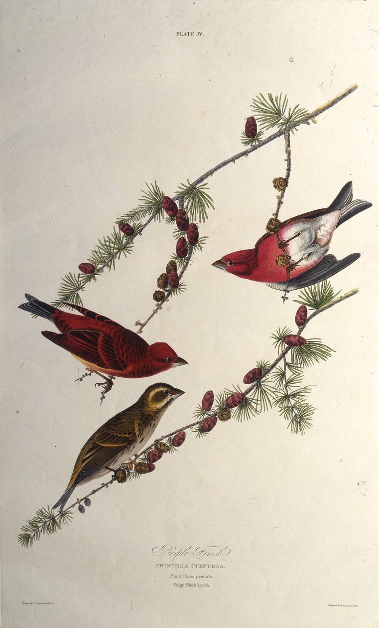 De paarse vink. Uit The Birds of America, 1827-1838 door John James Audubon