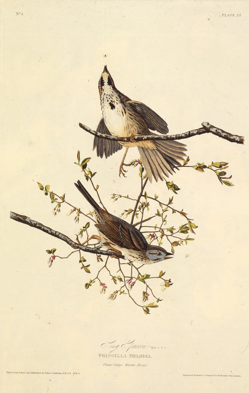 De zangmus (uit The Birds of America, 1827-1838) door John James Audubon