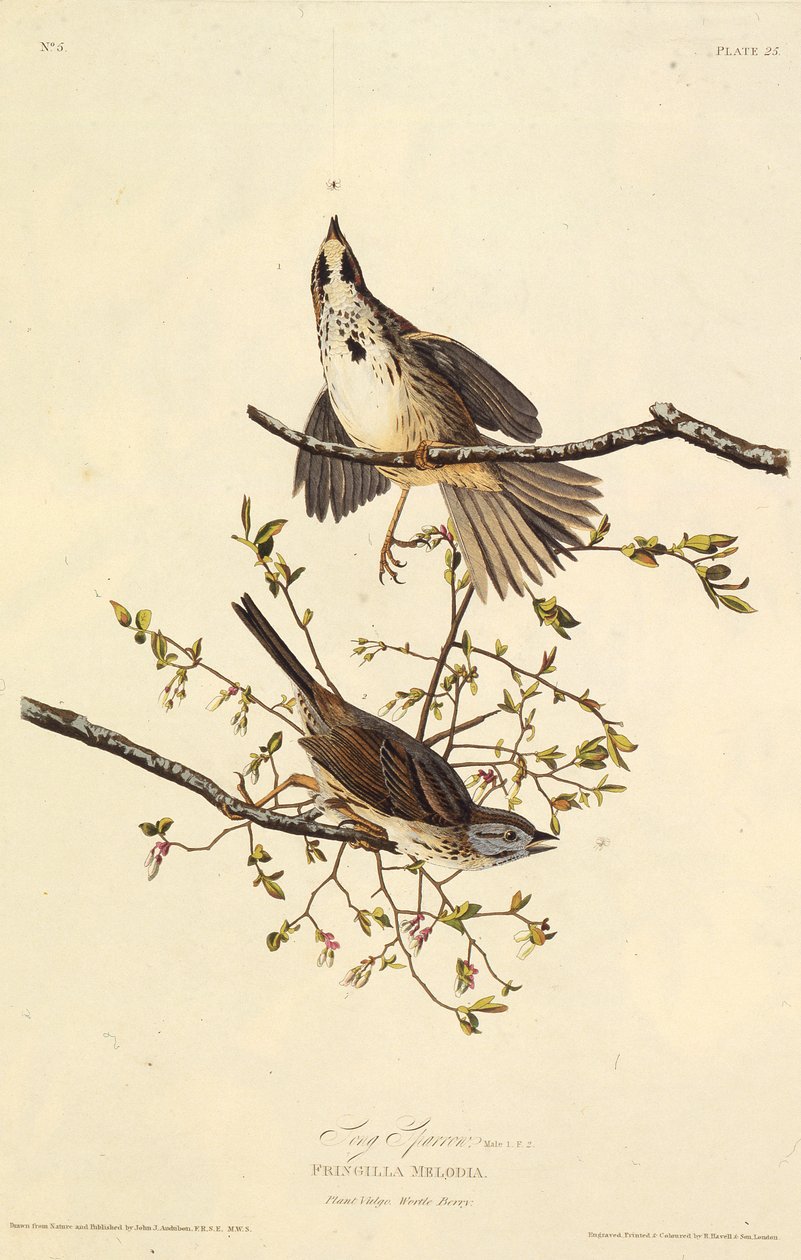 De zangmus. Uit The Birds of America door John James Audubon