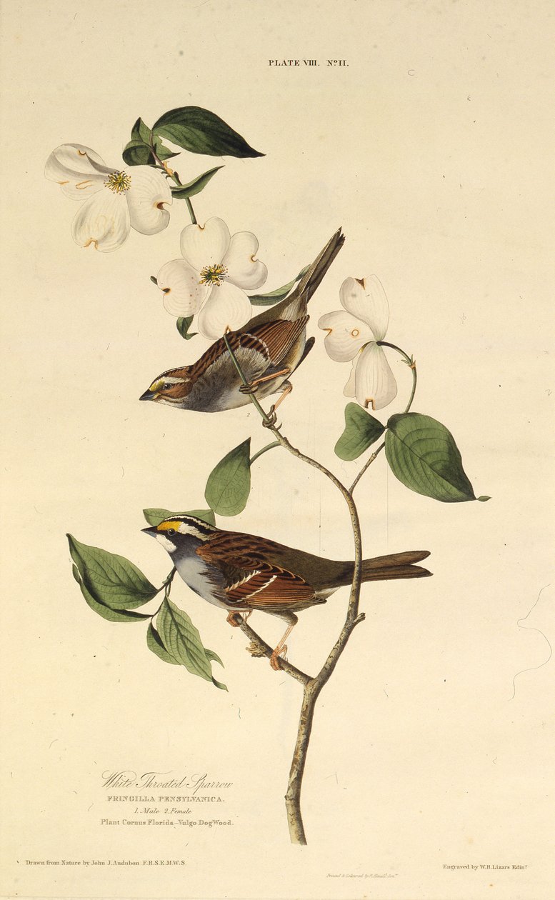 De witkeelgors. Uit The Birds of America, 1827-1838 door John James Audubon
