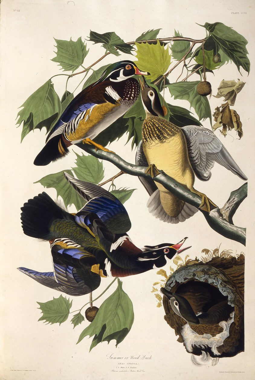 De houtduif. Uit The Birds of America, 1827-1838 door John James Audubon