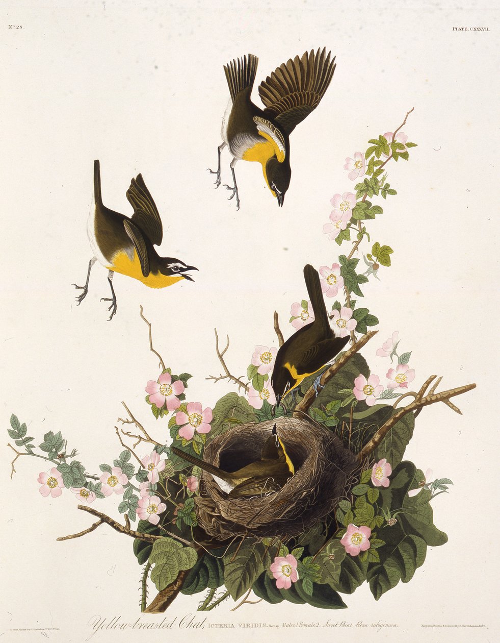 De geelborstzanger. Uit The Birds of America, 1827-1838 door John James Audubon
