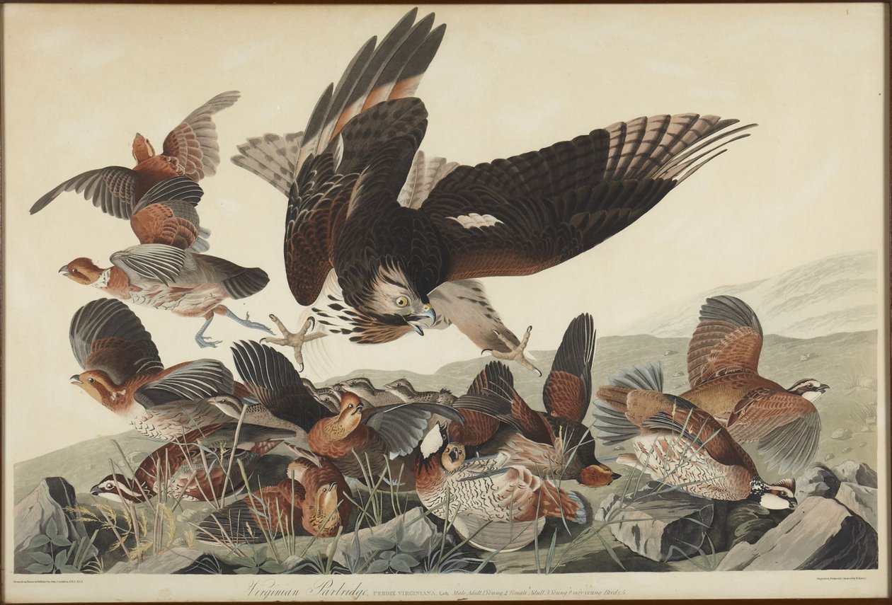 Virginische patrijs door John James Audubon