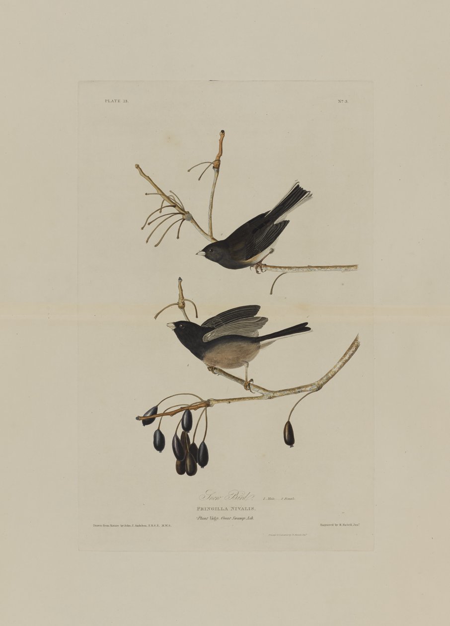Sneeuwvogel, uit Birds of America, gegraveerd door Robert Havell (1793-1878) door John James after Audubon