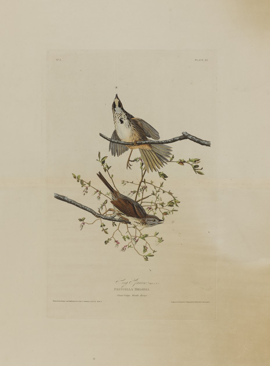 Zangmus, uit Birds of America, gegraveerd door Robert Havell (1793-1878) door John James after Audubon