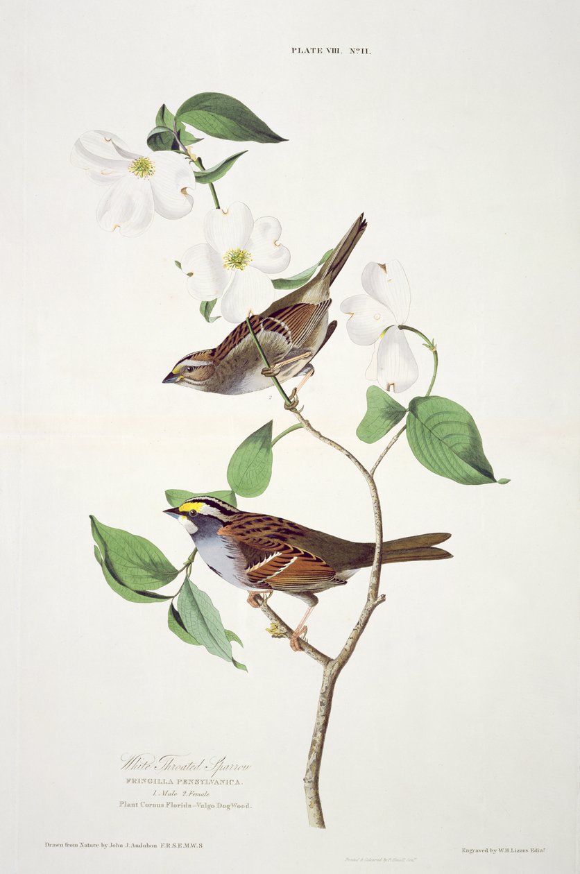 Witkeelzanger, uit Birds of America, gegraveerd door Robert Havell (1793-1878) door John James after Audubon