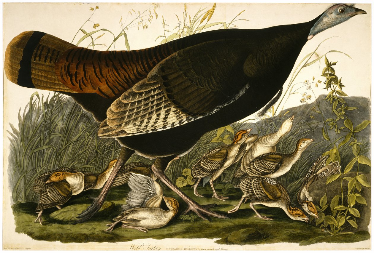 Wilde kalkoen, gegraveerd door William Home Lizars door John James after Audubon