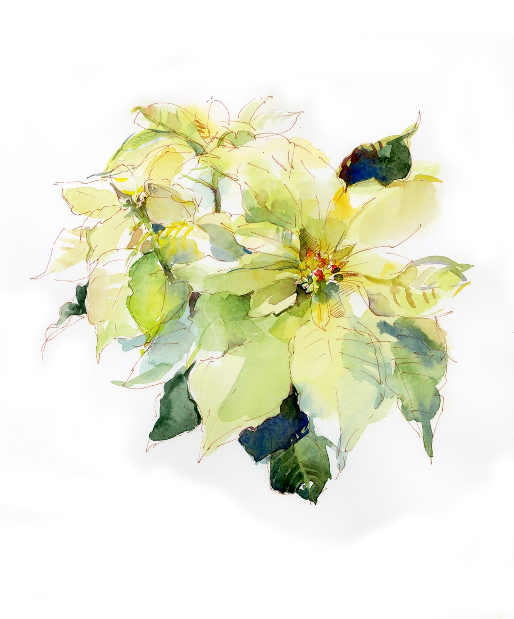 Witte Poinsettia door John Keeling