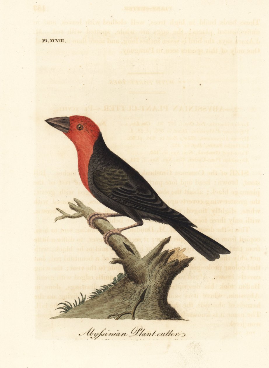 Zwartbekbaardvogel, Lybius guifsobalito (Abyssinische plantensnijder, Loxia tridactyla). Handgekleurde koperplaat getekend en gegraveerd door John Latham uit zijn eigen A General History of Birds, Winchester door John Latham