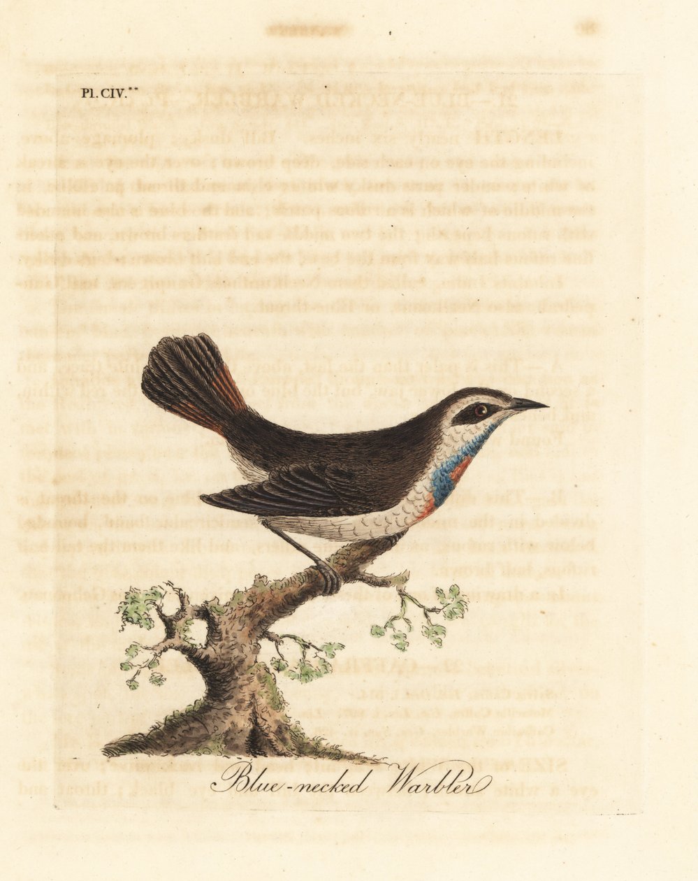 Blauwborst, Luscinia svecica. Handgekleurde koperplaat getekend en gegraveerd door John Latham uit zijn eigen A General History of Birds, Winchester door John Latham