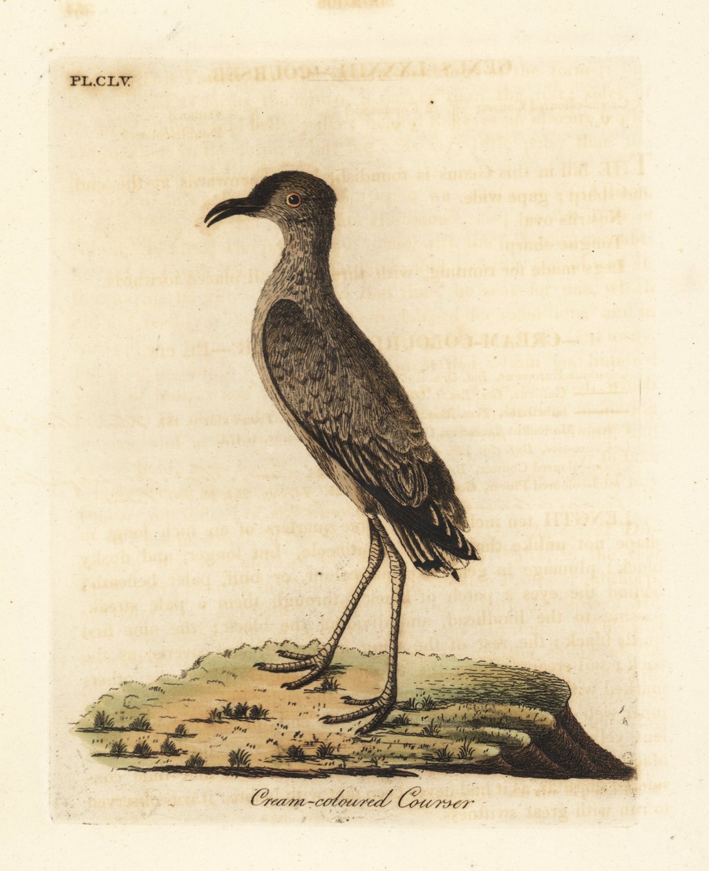 Crèmekleurige Renkoekoek, Cursorius cursor (Cursorius europaeus). Handgekleurde koperplaat getekend en gegraveerd door John Latham uit zijn eigen A General History of Birds, Winchester door John Latham