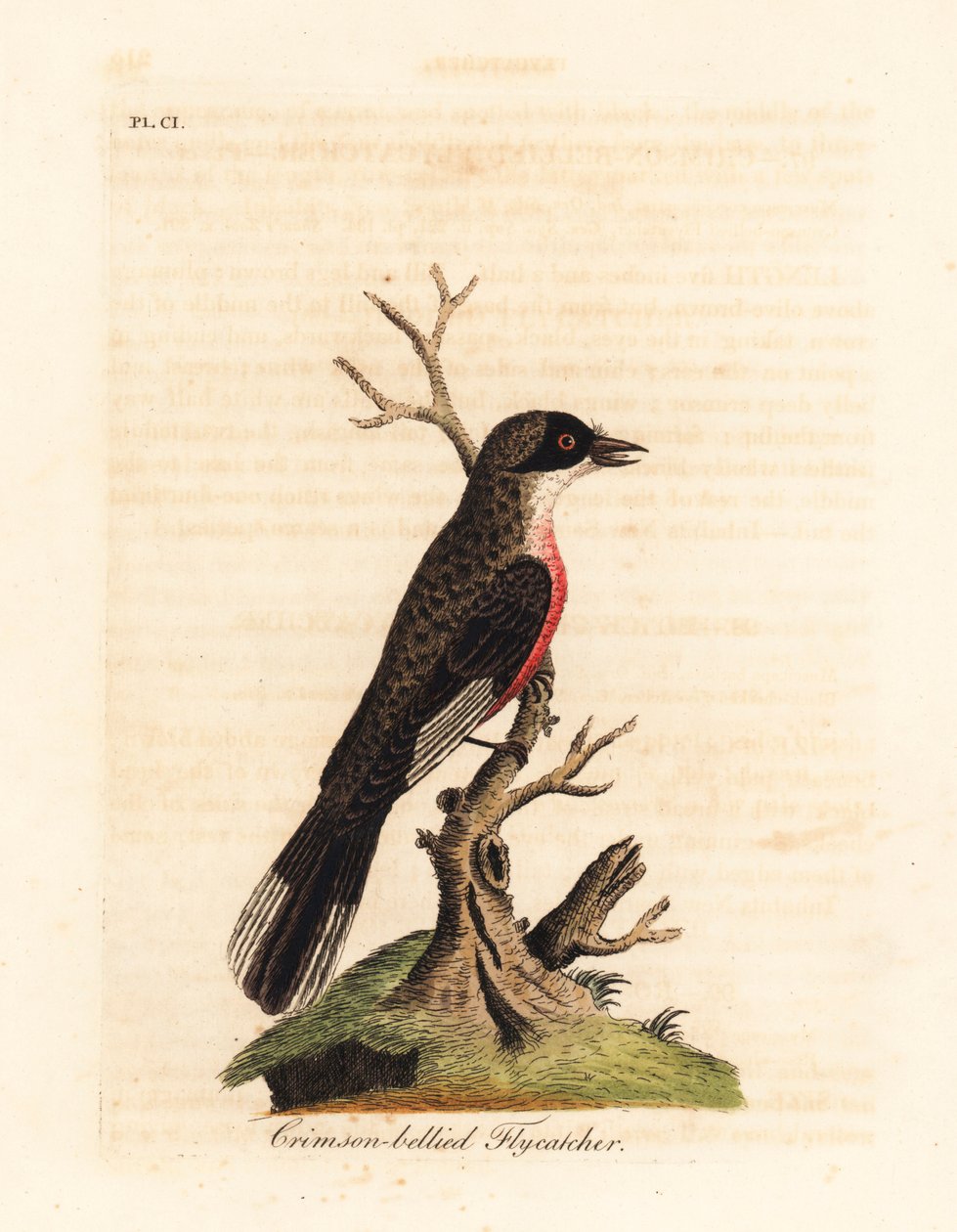 Crimson-bellied vliegenvanger, Muscicapa coccinigastra. Onbekende vogelsoort gekopieerd van een illustratie door de Port Jackson Painter. Handgekleurde koperplaat getekend en gegraveerd door John Latham uit zijn eigen A General History of Birds, Winchester door John Latham