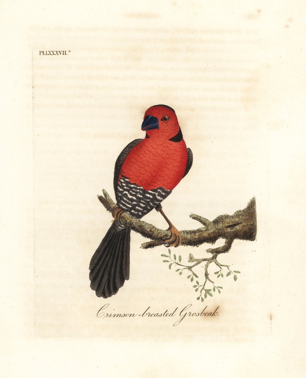 Karmozijnborstgrosbeak. Onbekende of mogelijk uitgestorven soort grosbeak afkomstig uit Afrika. Handgekleurde koperplaat getekend en gegraveerd door John Latham uit zijn eigen A General History of Birds, Winchester door John Latham