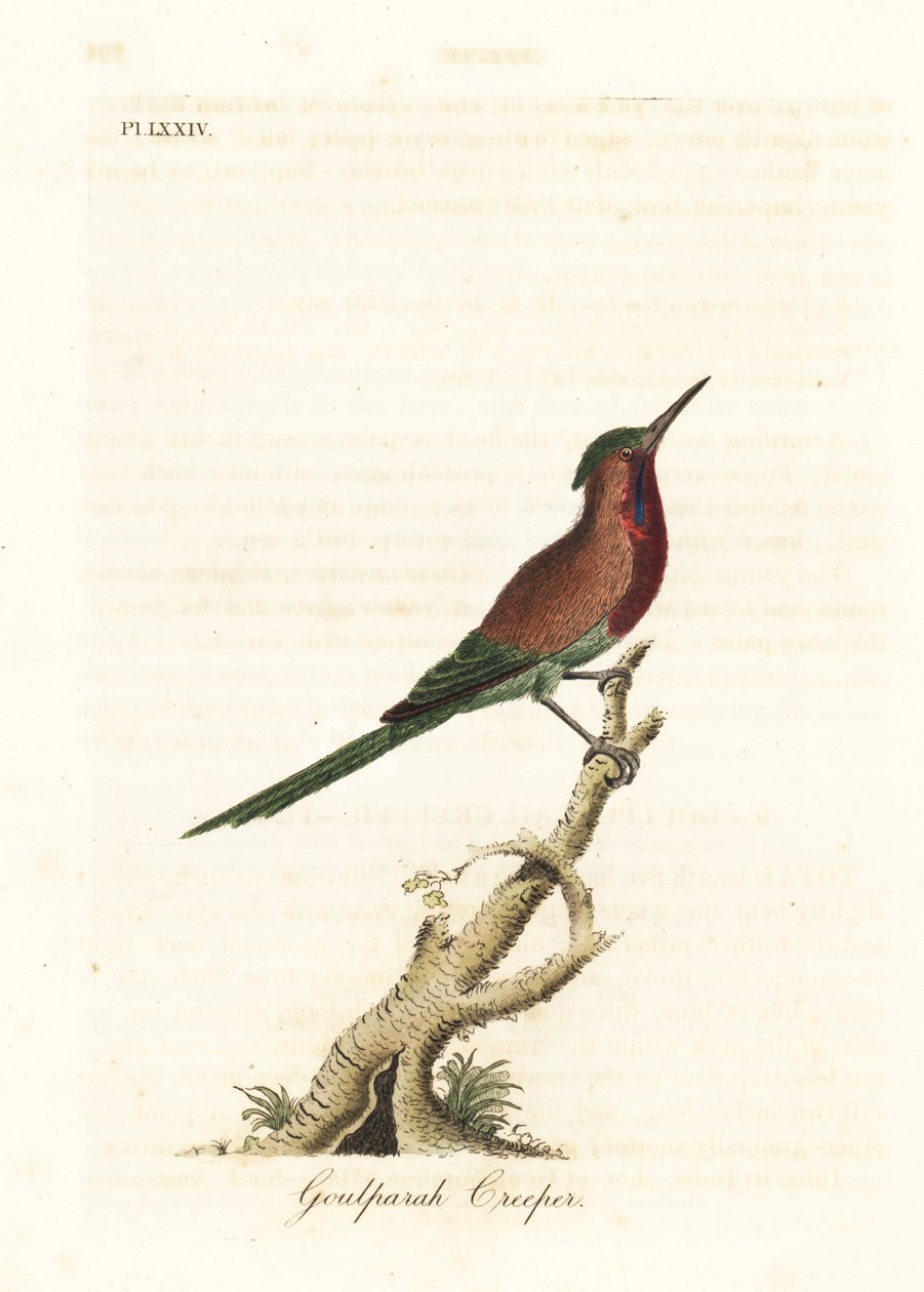 Crimson honingzuiger, Aethopyga siparaja seheriae (Goulpourah kruiper). Handgekleurde koperplaat getekend en gegraveerd door John Latham uit zijn eigen A General History of Birds, Winchester door John Latham