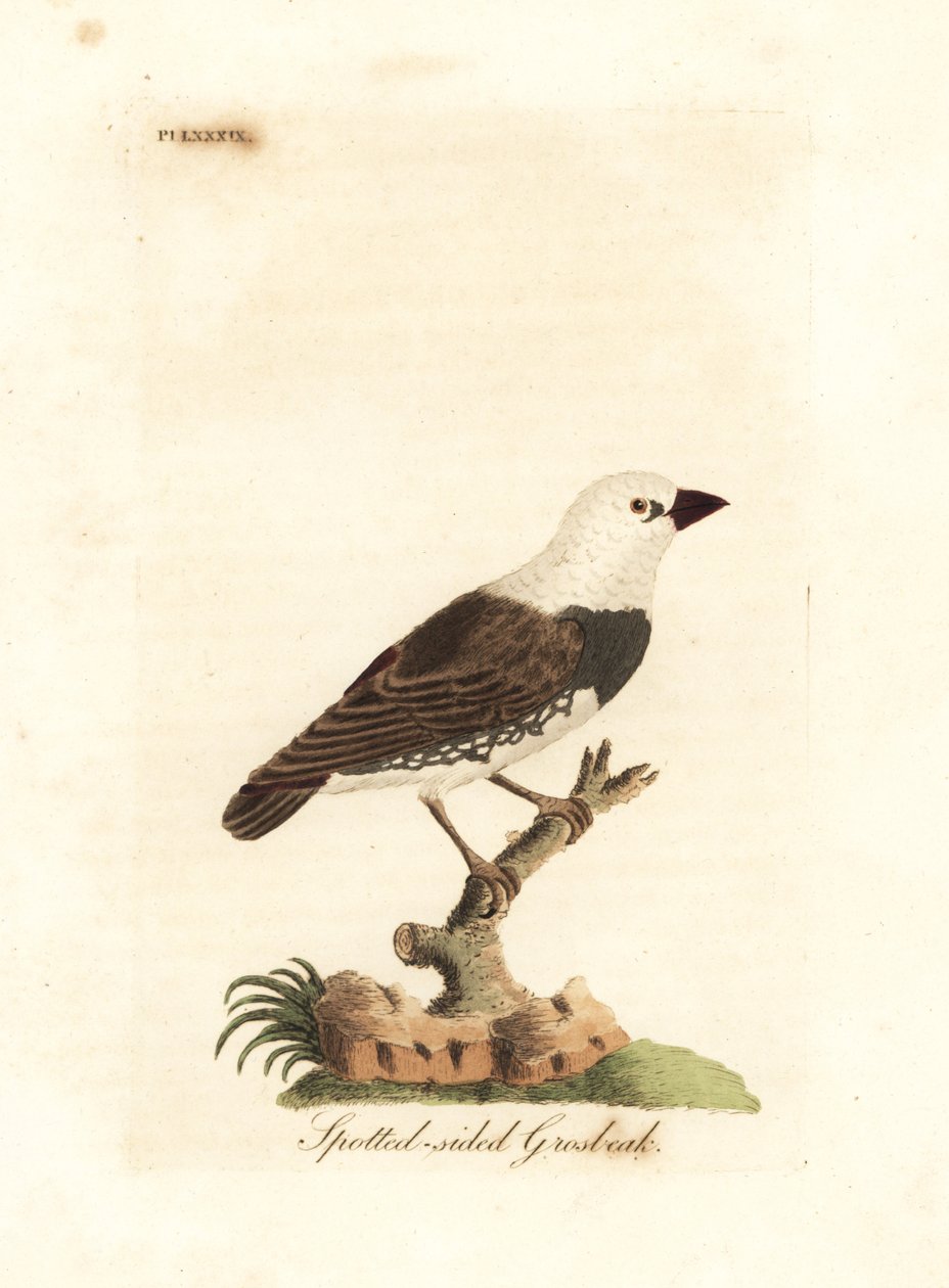 Diamantvink, Stagonopleura guttata (Gevlekte zijvink, Fringilla leucocephala). Handgekleurde koperplaat getekend en gegraveerd door John Latham uit zijn eigen A General History of Birds, Winchester door John Latham