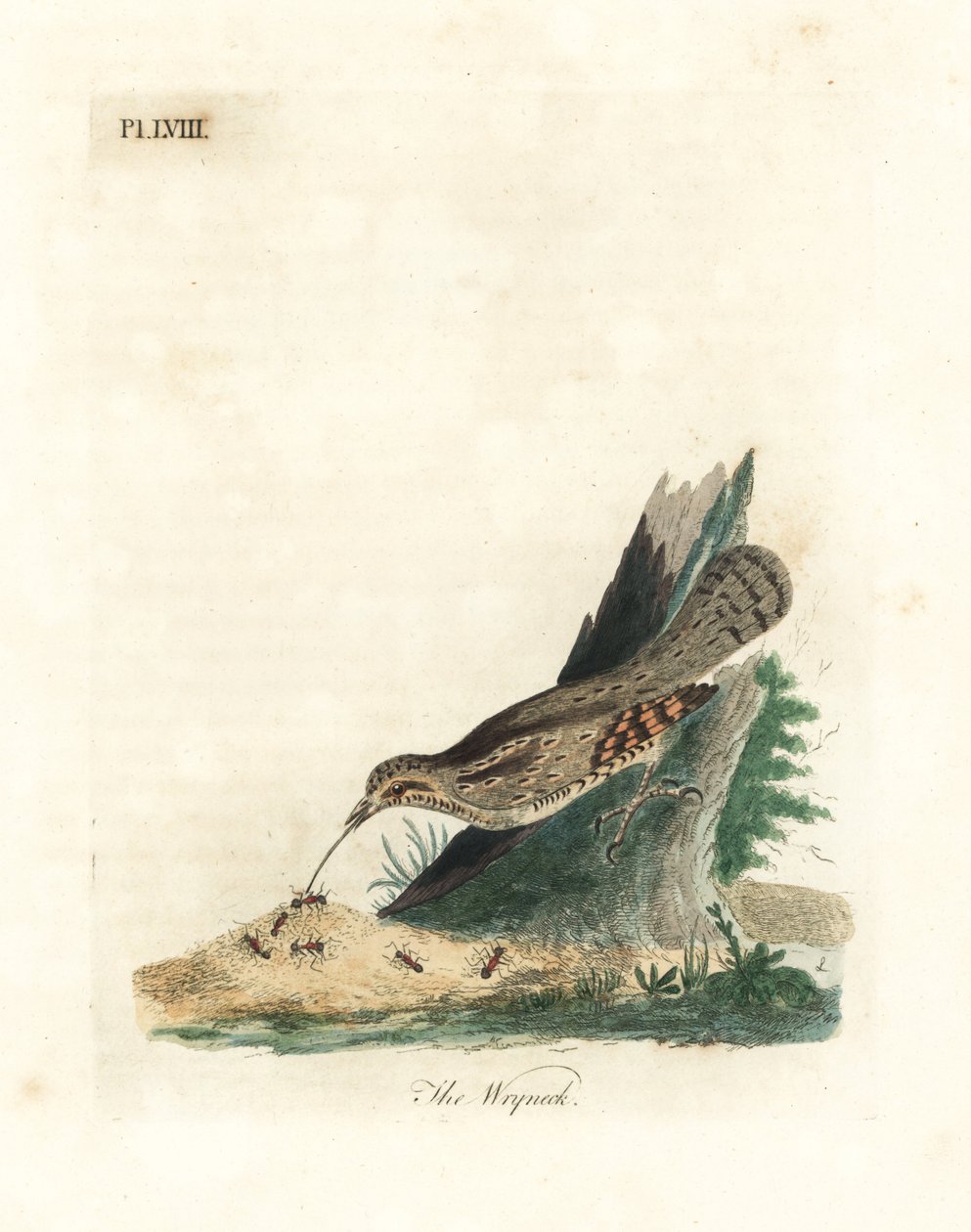 Euraziatische draaihals, Jynx torquilla. Handgekleurde koperplaat getekend en gegraveerd door John Latham uit zijn eigen A General History of Birds, Winchester door John Latham