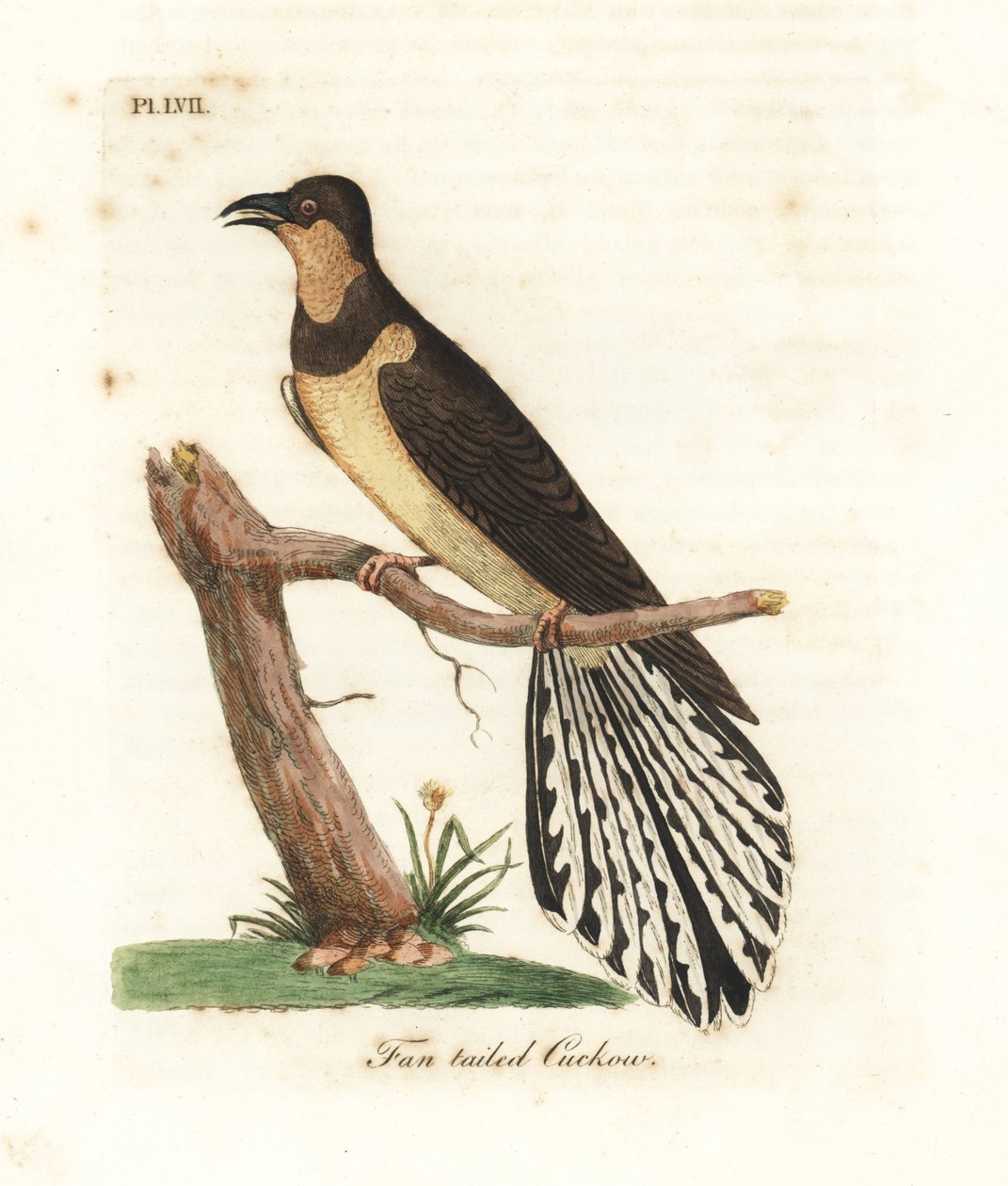 Waaiervormige koekoek, Cacomantis flabelliformis. Handgekleurde koperplaat getekend en gegraveerd door John Latham uit zijn eigen A General History of Birds, Winchester door John Latham