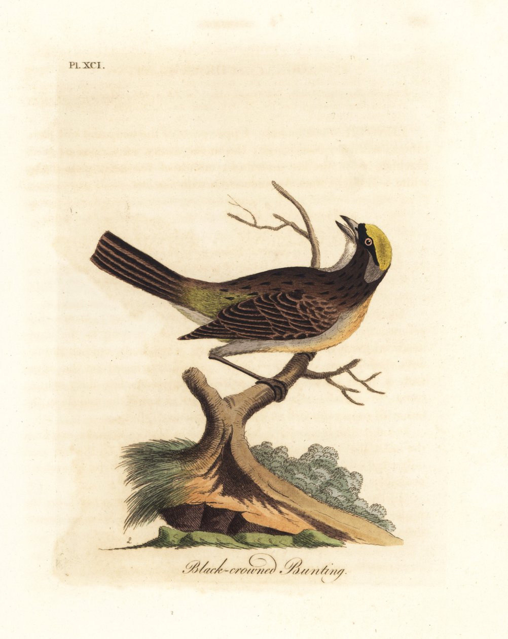 Goudkruinsparrow, Zonotrichia atricapilla (Zwartkruin bunting, Emberiza atricapilla). Handgekleurde koperplaat getekend en gegraveerd door John Latham uit zijn eigen A General History of Birds, Winchester door John Latham