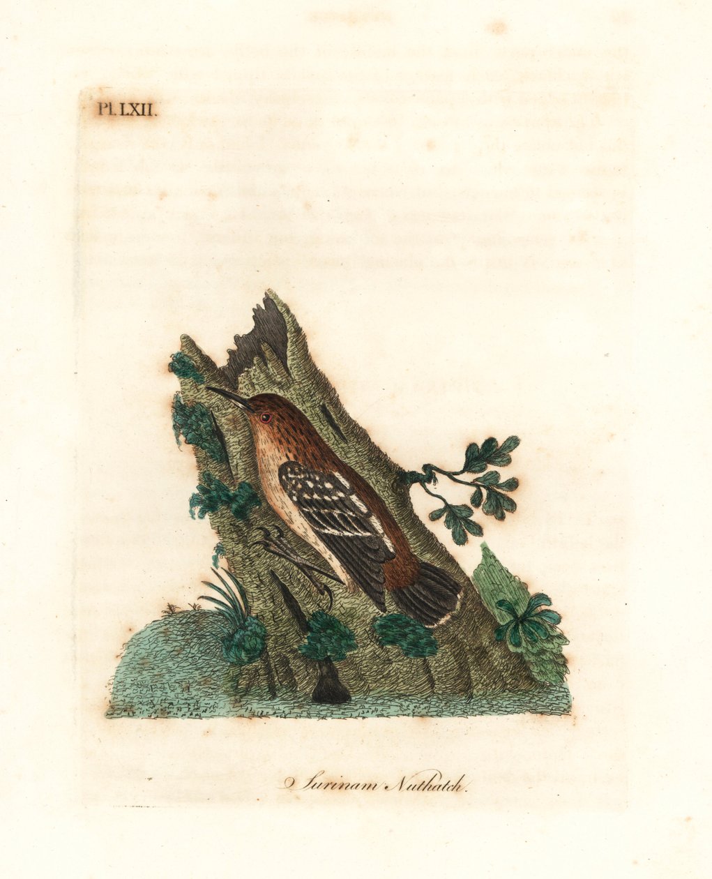 Guyaanse straatmiervogel, Myrmotherula surinamensis. Kwetsbaar. Handgekleurde koperplaat getekend en gegraveerd door John Latham uit zijn eigen A General History of Birds, Winchester door John Latham