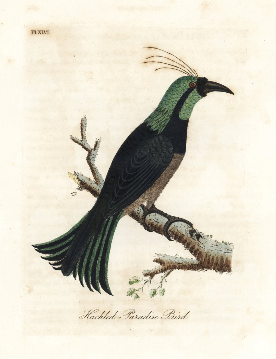 Gepluimde paradijsvogel, mogelijk een hybride of uitgestorven soort. Getekend naar een exemplaar in de collectie van Generaal Davies. Handgekleurde koperplaat getekend en gegraveerd door John Latham uit zijn eigen A General History of Birds, Winchester door John Latham