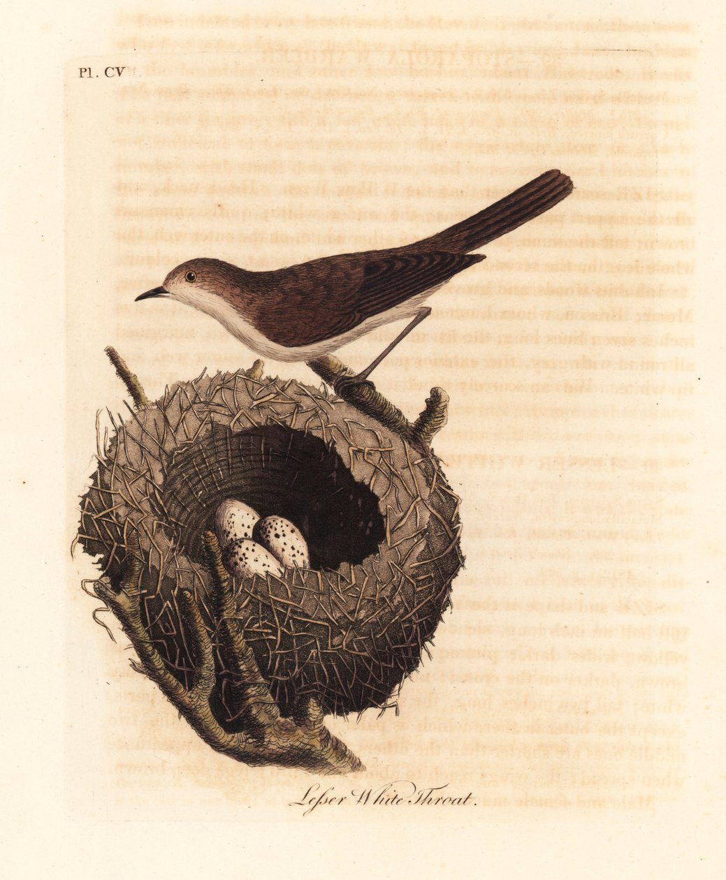 Kleine grasmus, Sylvia curruca, met nest en eieren. Handgekleurde koperplaat getekend en gegraveerd door John Latham uit zijn eigen A General History of Birds, Winchester door John Latham