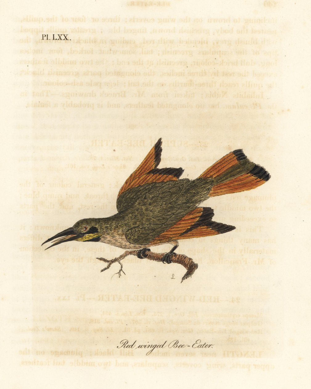 Kleine bijeneter, Merops pusillus. Afrika. Handgekleurde koperplaat getekend en gegraveerd door John Latham uit zijn eigen A General History of Birds, Winchester door John Latham