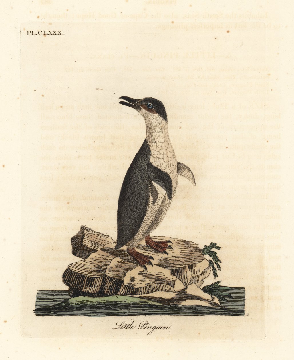 Kleine pinguïn, Eudyptula minor. Handgekleurde kopergravure getekend en gegraveerd door John Latham uit zijn eigen A General History of Birds, Winchester door John Latham