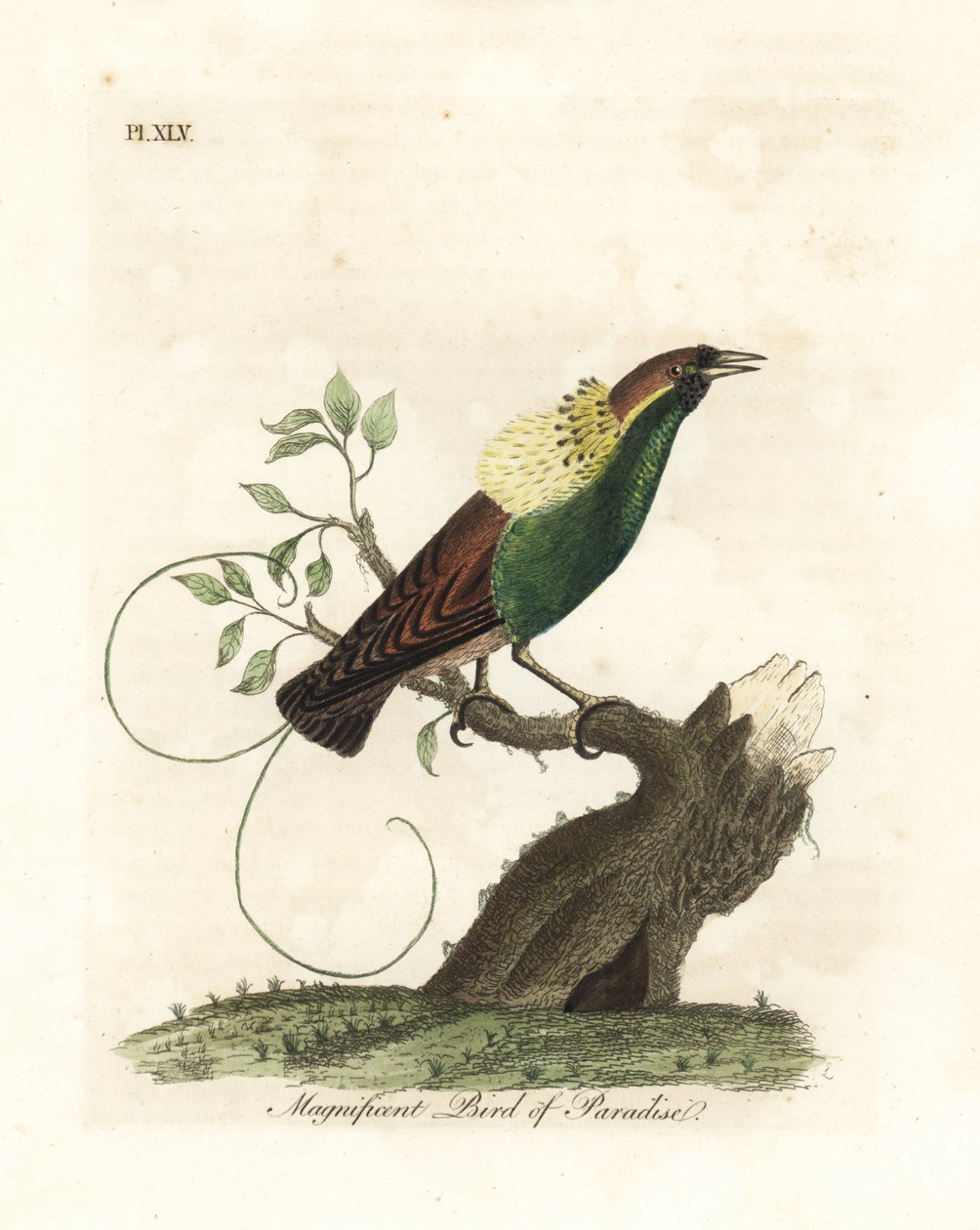 Magnifieke paradijsvogel, Diphyllodes magnificus (Paradisea magnifica). Handgekleurde koperplaat getekend en gegraveerd door John Latham uit zijn eigen A General History of Birds, Winchester door John Latham
