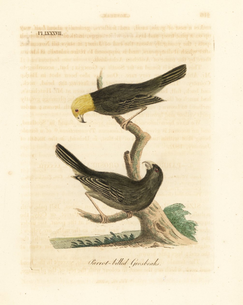 Or, Psittirostra psittacea, mannetje (boven) en vrouwtje. Kritiek bedreigd, mogelijk uitgestorven. (Papegaaibekgrosbeak, Loxia psittacea). Handgekleurde koperplaat getekend en gegraveerd door John Latham uit zijn eigen A General History of Birds, Wincheste door John Latham