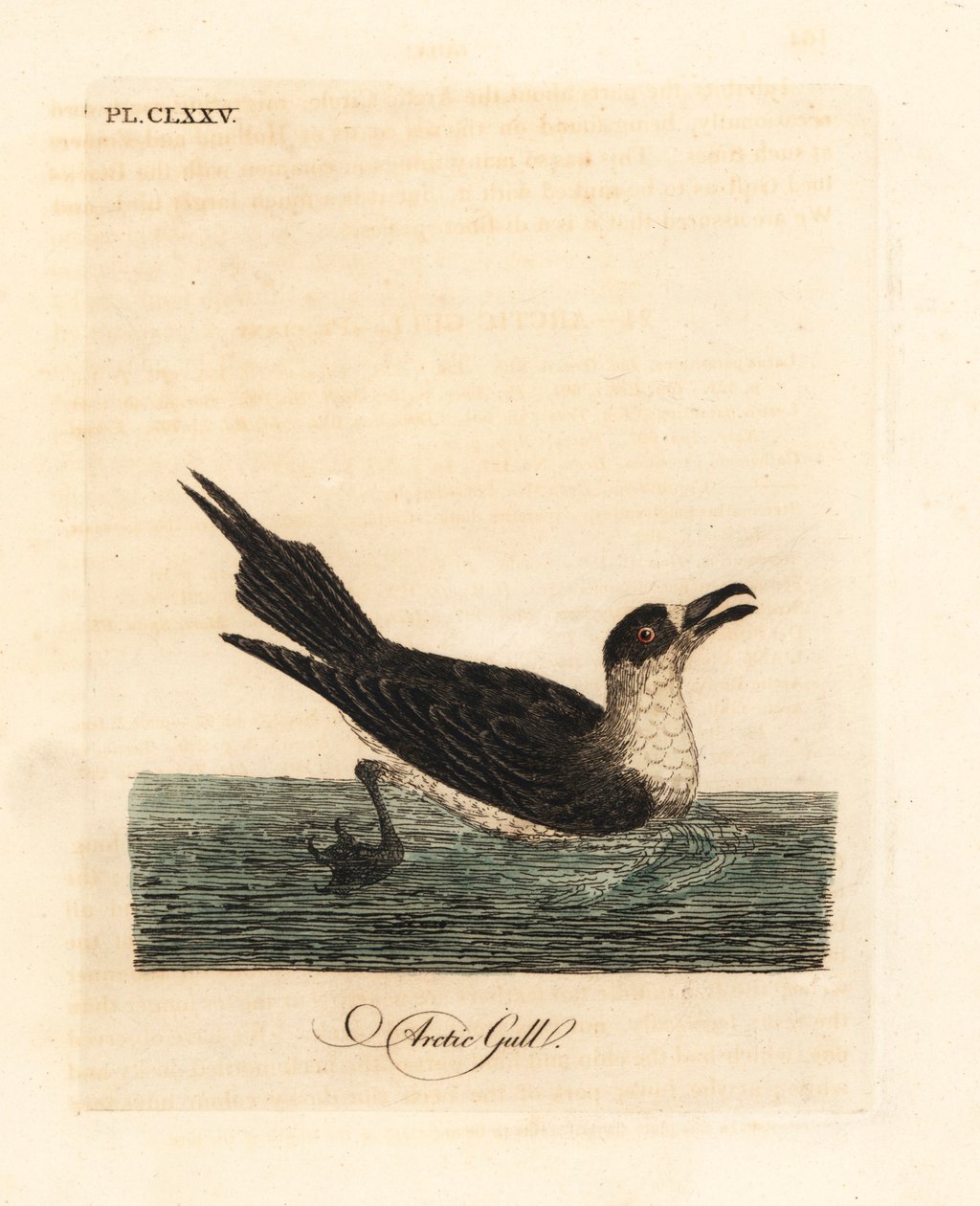 Kleine jager, Stercorarius parasiticus. Handgekleurde kopergravure getekend en gegraveerd door John Latham uit zijn eigen A General History of Birds, Winchester door John Latham
