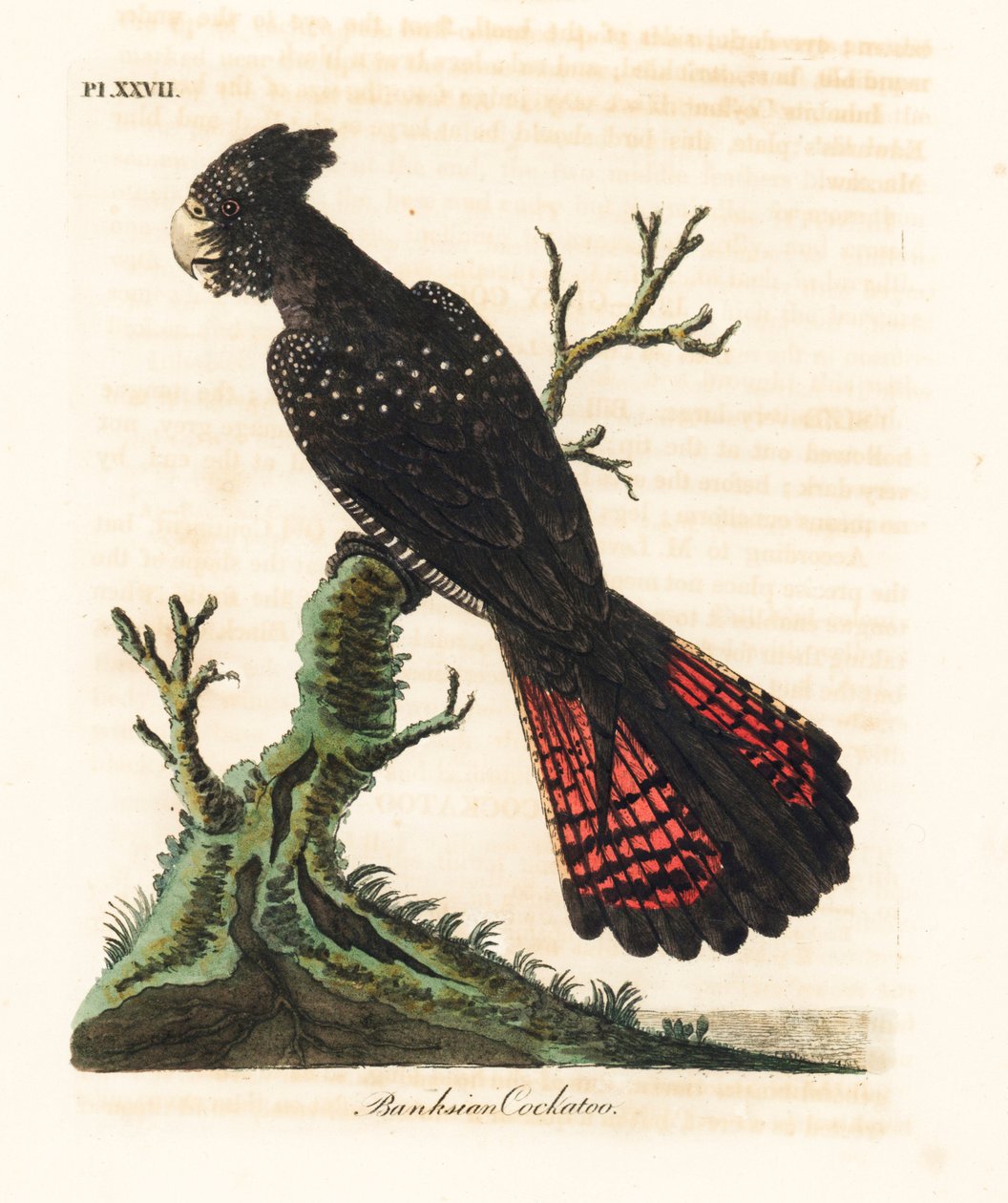 Roodstaart zwarte kaketoe, Calyptorhynchus banksii. Handgekleurde kopergravure getekend en gegraveerd door John Latham uit zijn eigen A General History of Birds, Winchester door John Latham