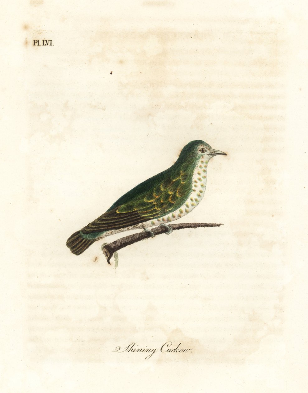 Glanzende bronzen koekoek, Chrysococcyx lucidus. Handgekleurde kopergravure getekend en gegraveerd door John Latham uit zijn eigen A General History of Birds, Winchester door John Latham