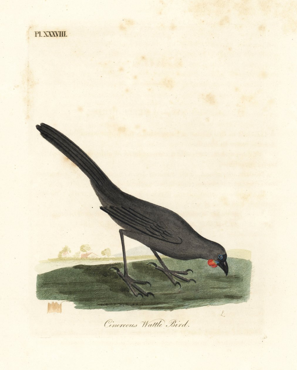 Zuidereiland, Nieuw-Zeeland kokako, Callaeas cinerea cinerea, uitgeroepen tot uitgestorven in 2007. Handgekleurde koperplaat getekend en gegraveerd door John Latham uit zijn eigen A General History of Birds, Winchester door John Latham
