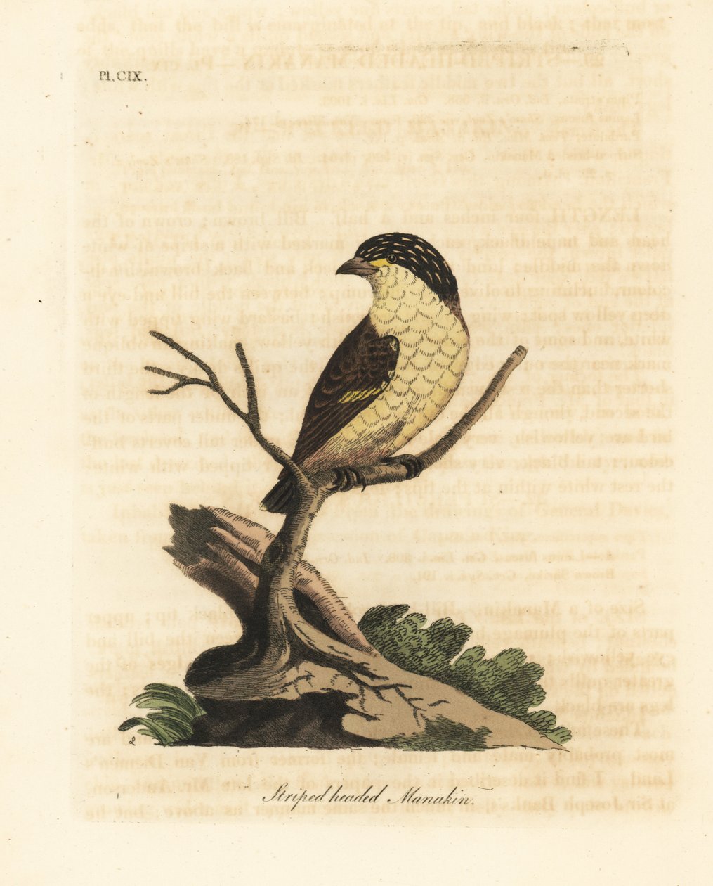 Gestreepte pardalote, Pardalotus striatus. Handgekleurde kopergravure getekend en gegraveerd door John Latham uit zijn eigen A General History of Birds, Winchester door John Latham