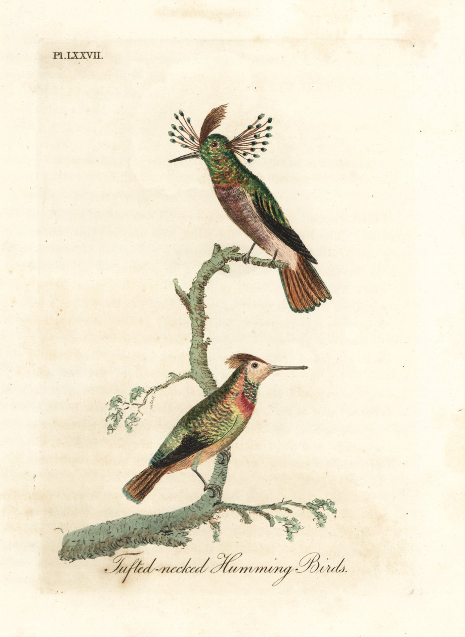 Getufte hanen, Lophornis ornatus (Getufte-nek kolibries, Trochilus ornatus). Mannetje en vrouwtje. Handgekleurde koperplaat getekend en gegraveerd door John Latham uit zijn eigen A General History of Birds, Winchester door John Latham