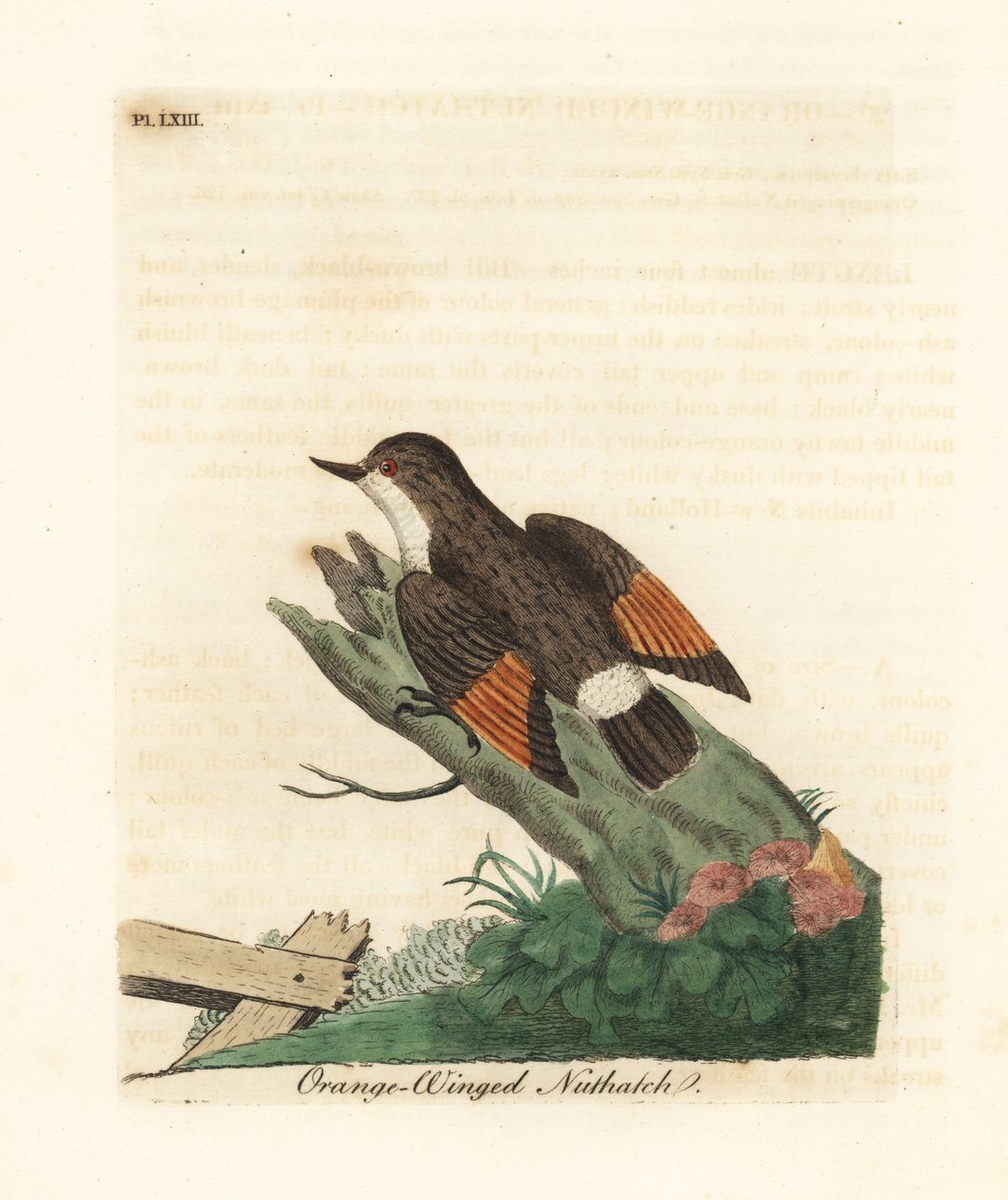 Gevarieerde sittella, Daphoenositta chrysoptera (Oranje-gevleugelde boomklever, Sitta chrysoptera). Handgekleurde koperplaat getekend en gegraveerd door John Latham uit zijn eigen A General History of Birds, Winchester door John Latham