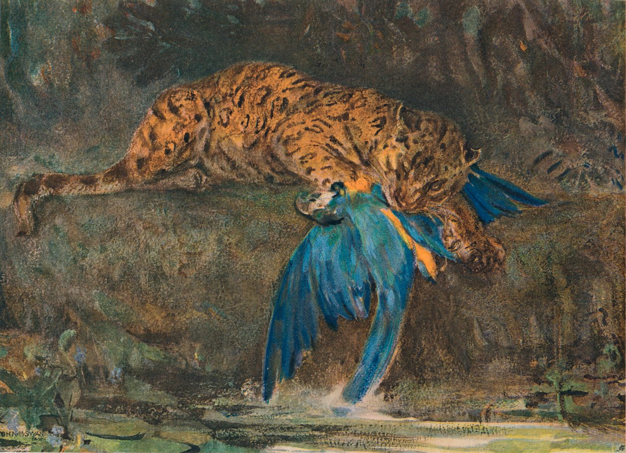 Jaguar en ara, eind 19e eeuw door John Macallan Swan