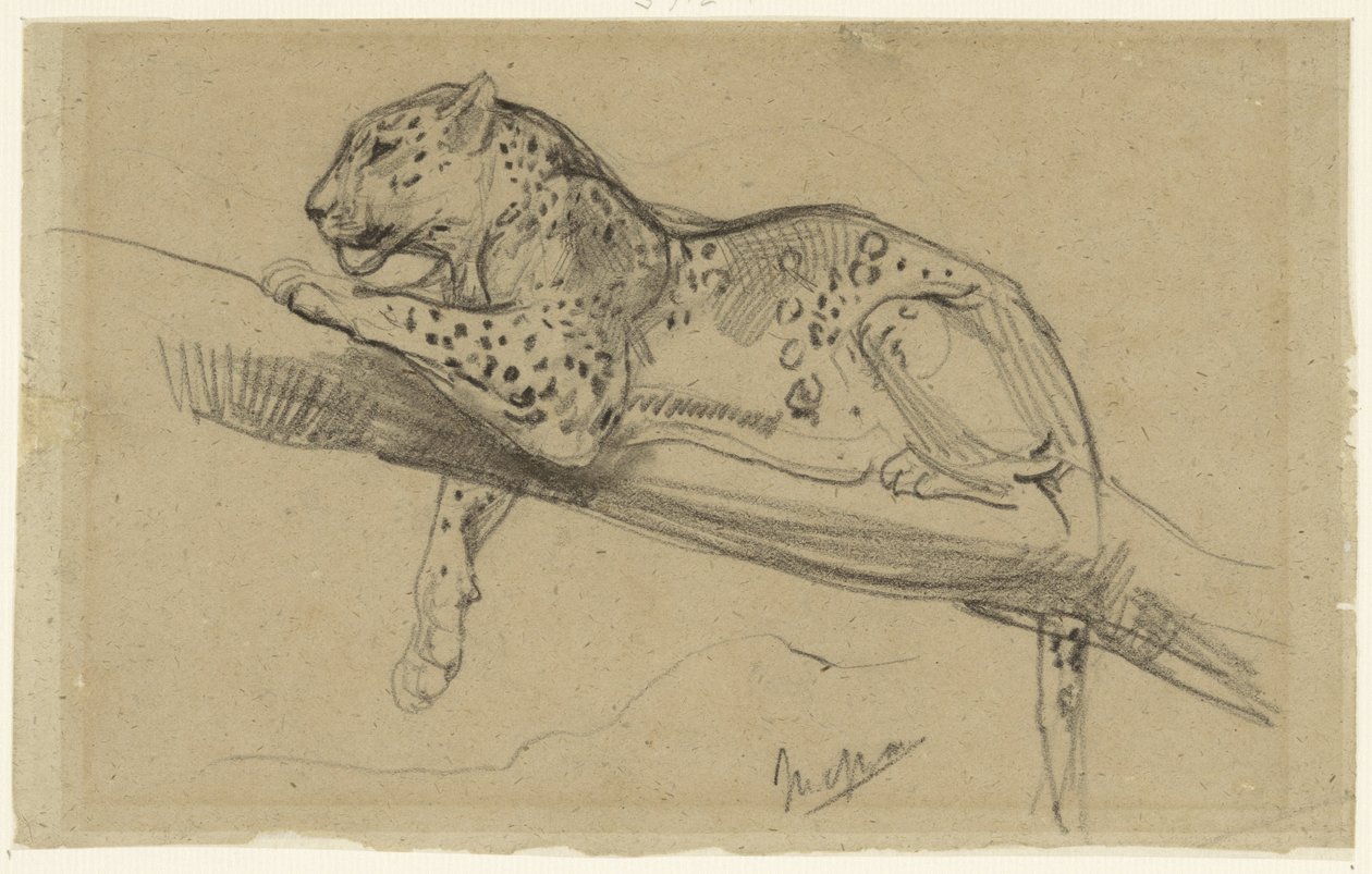 Studie van een luipaard, liggend op een tak door John Macallan Swan
