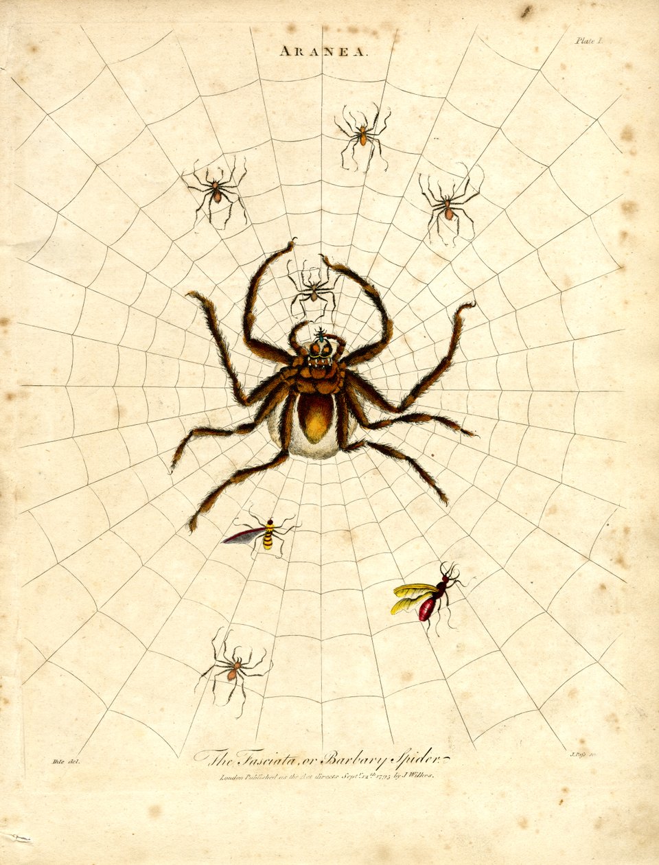 ARANEA: de Fasciata of berberspin door John Pass