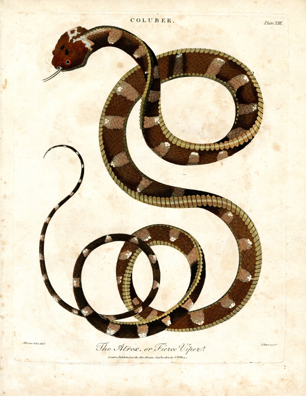Afrikaanse adder (Coluber) door John Pass