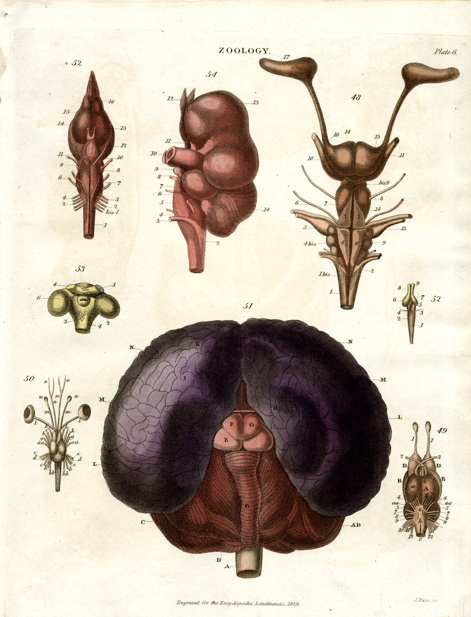 Anatomische illustraties van hersenen en zenuwstelsel (Plaat 6) door John Pass