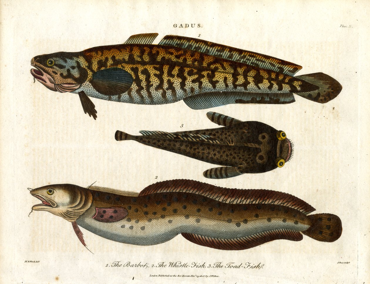 Burbot; Wijting-vis en Padden-vis door John Pass