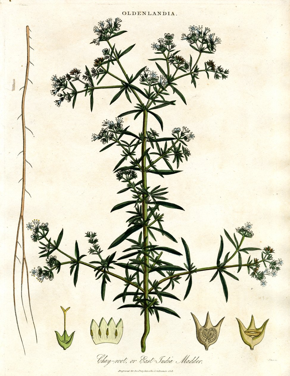 Chaywortel of Oost-Indische Meekrap door John Pass