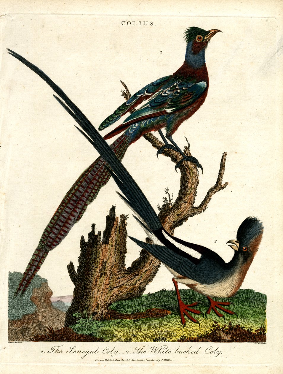 Colius Soorten (Muisvogels) door John Pass