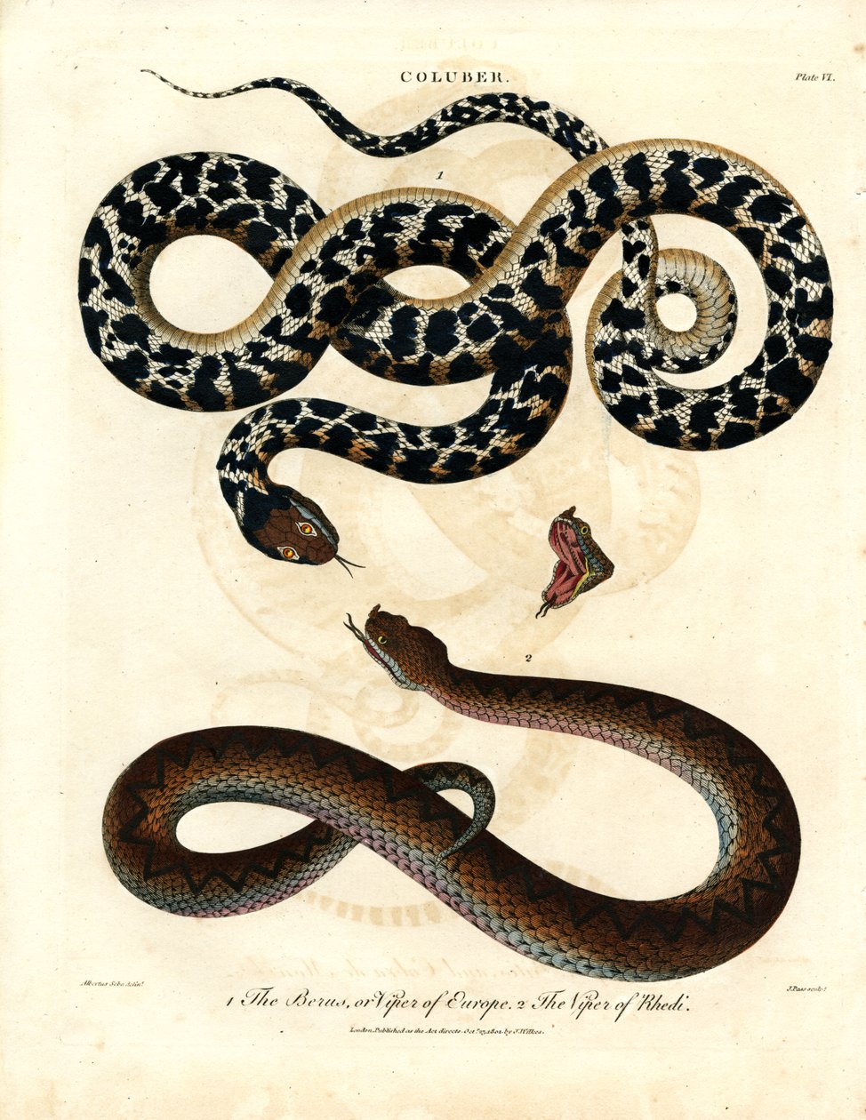 Coluber: Europese adder en adder van Rhodos door John Pass
