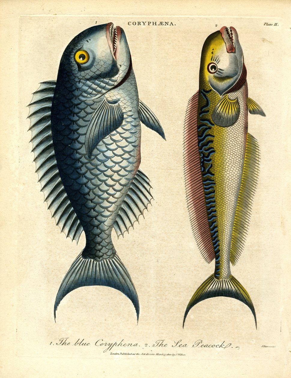 Coryphæna - Dolfijnen door John Pass