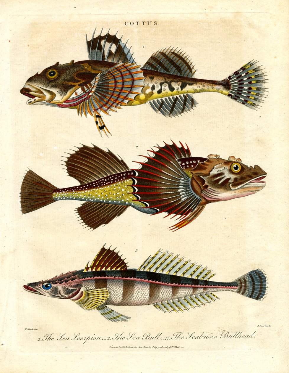 Cottus - Schollen en zeeschorpioenen door John Pass