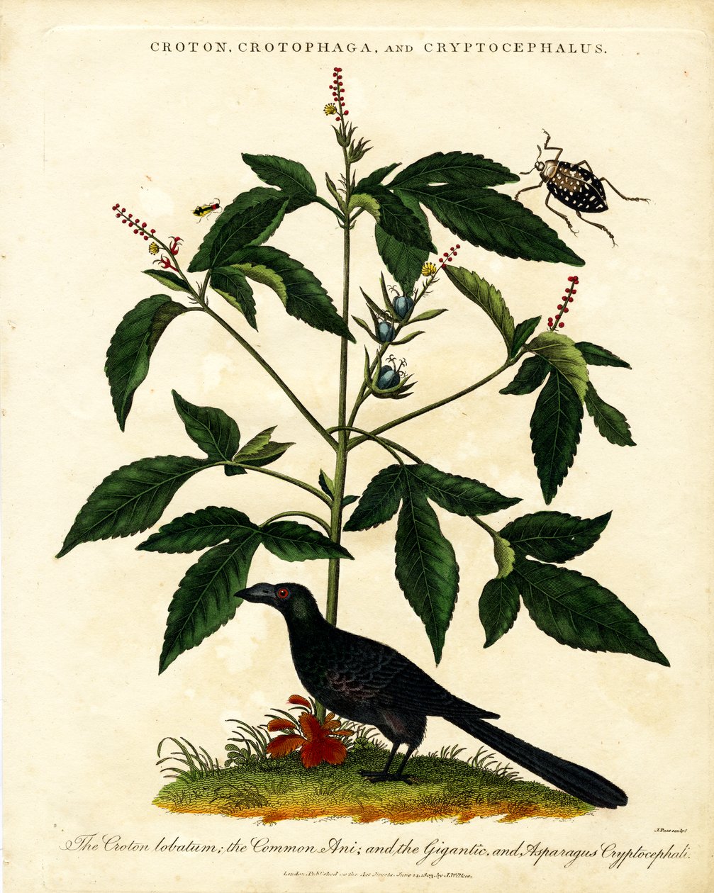 Croton; Crotophaga; en Cryptocephalus door John Pass