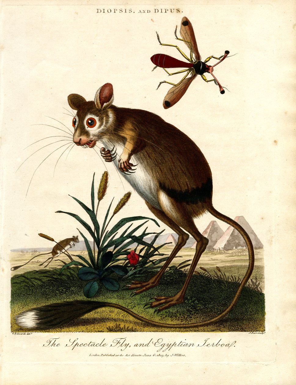 Diopsis en Dipus (Stalkoogvlieg en Egyptische jutenvlieg) door John Pass